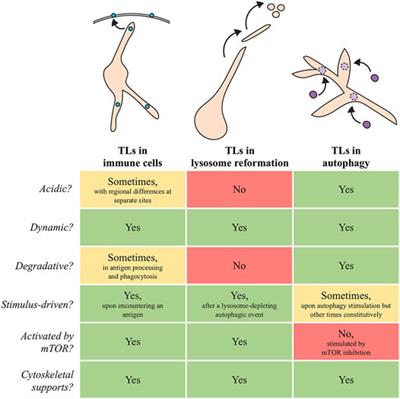 Branching Off: New Insight Into Lysosomes as Tubular Organelles